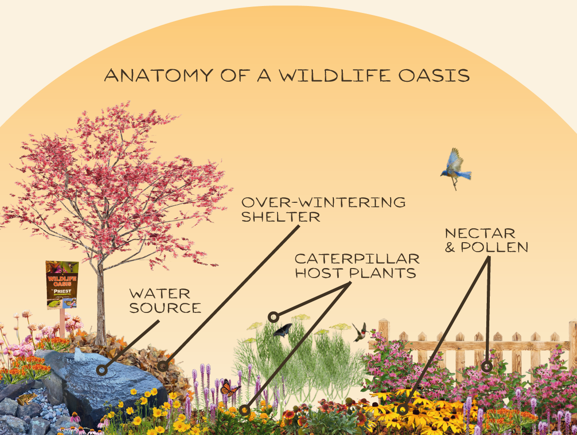 Key Photo - wildlife oasis